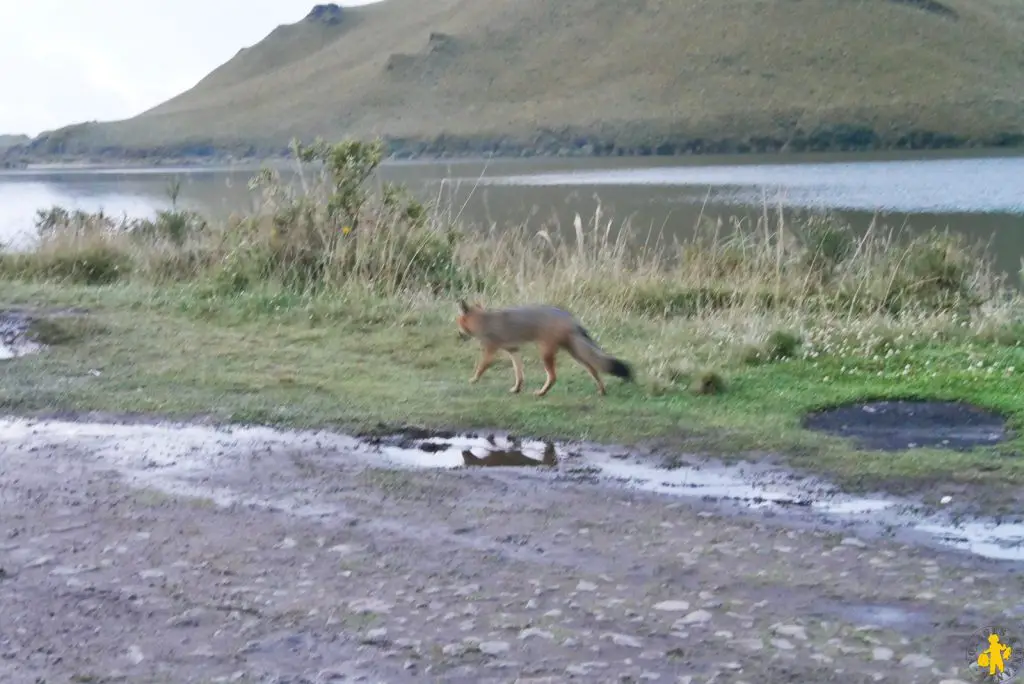 Renard lac Nord Équateur Mindo Mitad del Mundo Otavalo en famille | Blog VOYAGES ET ENFANTS