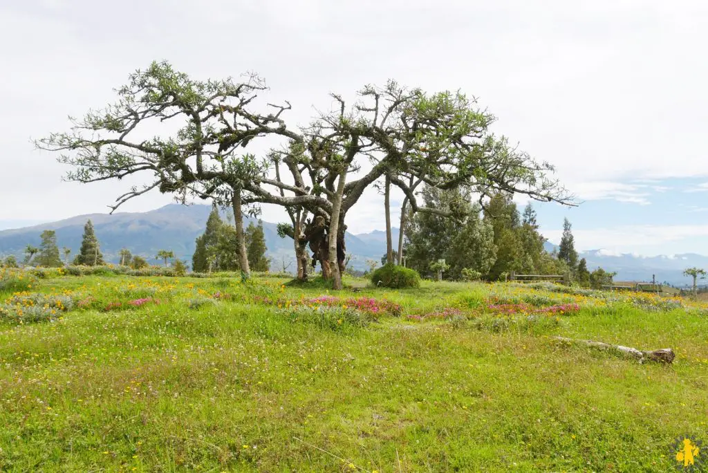 Arbre millénaire dOtavalo Nord Équateur Mindo Mitad del Mundo Otavalo en famille | Blog VOYAGES ET ENFANTS