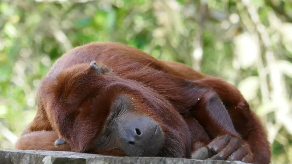 Singe Amazonie en famille colombie Où aller en Amazonie en famille ou pas | VOYAGES ET ENFANTS