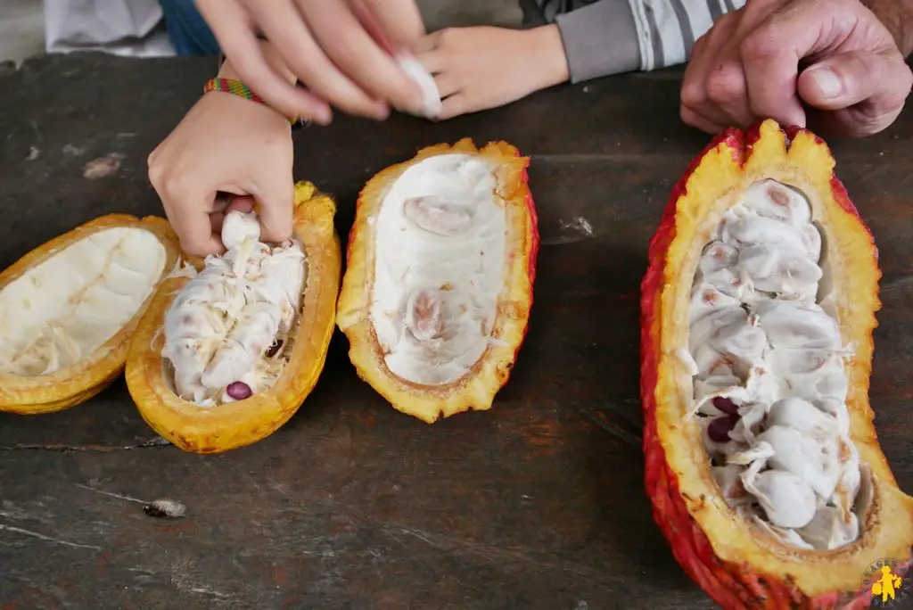 fêve cacao Mindo Equateur Nord Équateur Mindo Mitad del Mundo Otavalo en famille | Blog VOYAGES ET ENFANTS