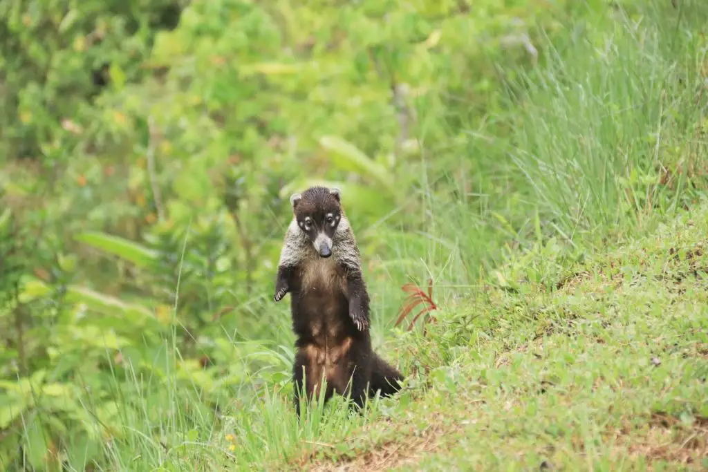 Faune Costa Rica voyage en famille road trip de 3 semaines Voyage Costa Rica en famille nombreuse | VOYAGES ET ENFANTS