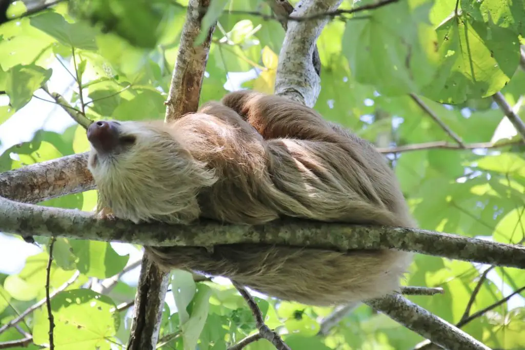 Famille nombreuse voyage Costa Rica Voyage Costa Rica en famille nombreuse | VOYAGES ET ENFANTS