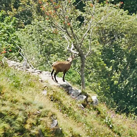 Itinéraire Route des Crêtes 2 jours Vosges en famille