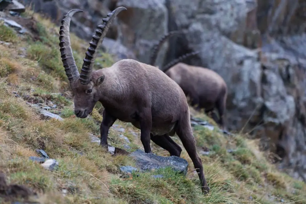 25 destinations où observer des animaux France Etranger