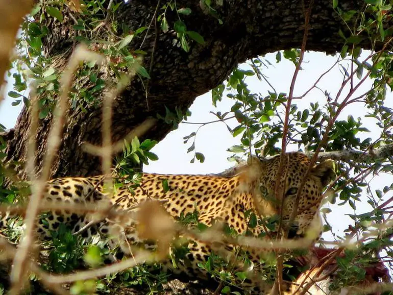 Pantehre Afrique du Sud en famille