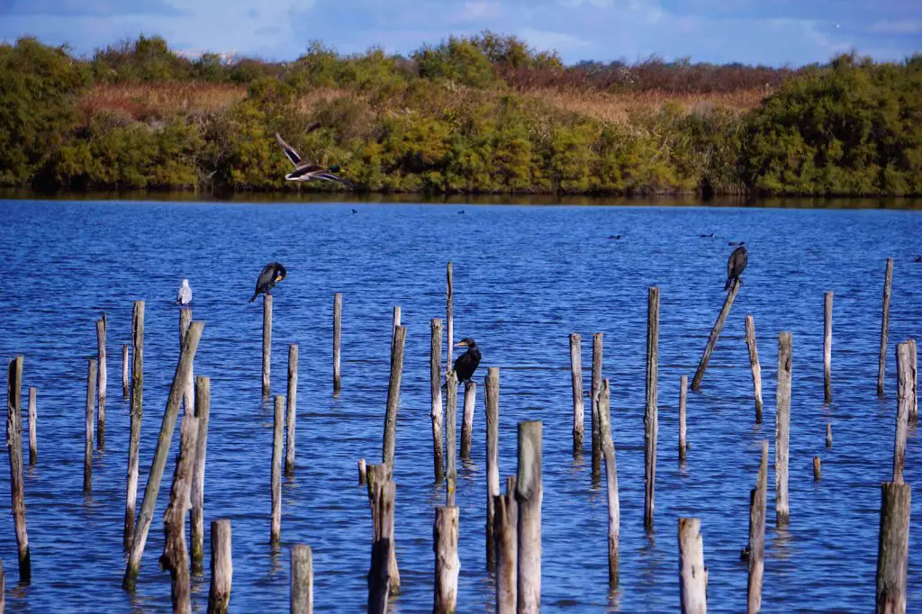 25 destinations où observer des animaux France Etranger