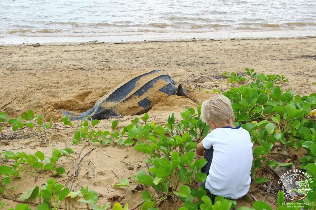 25 destinations où observer des animaux France Etranger