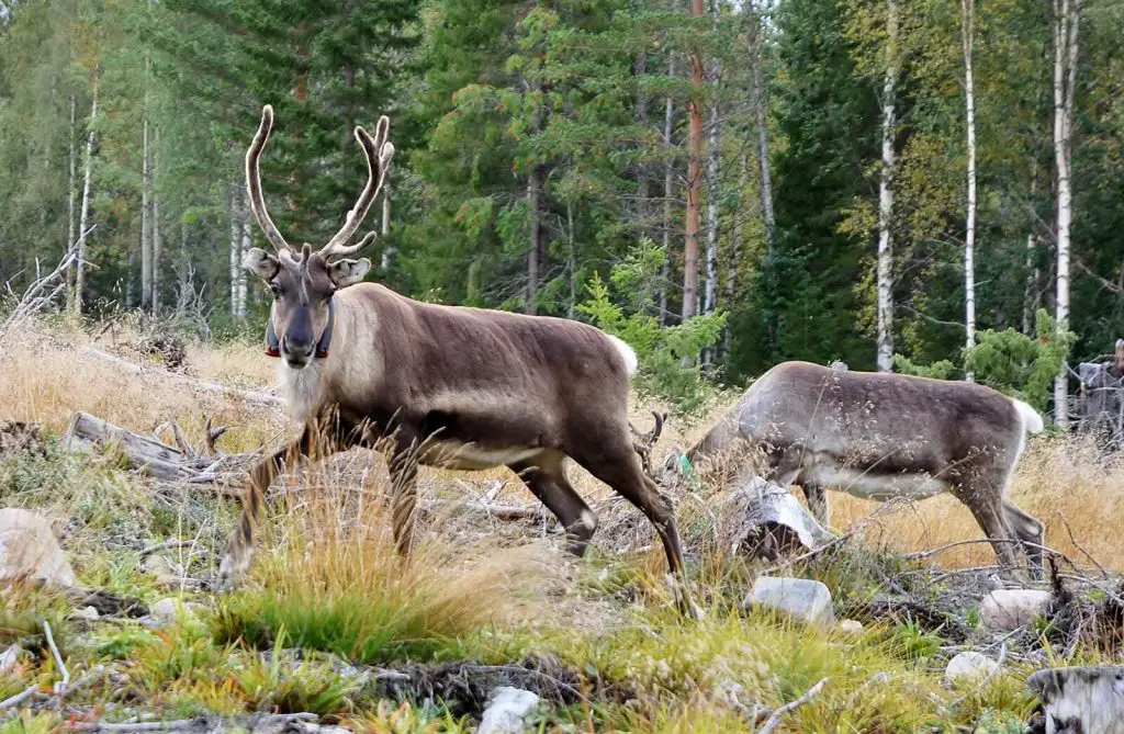 25 destinations où observer des animaux France Etranger