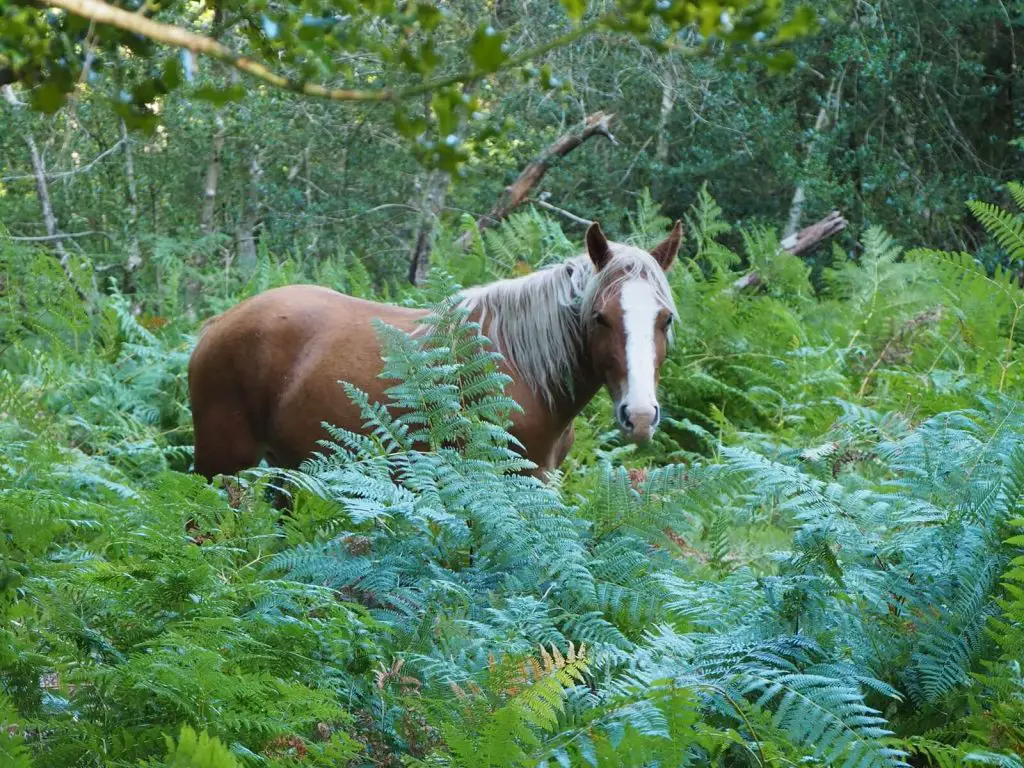 25 destinations où observer des animaux France Etranger