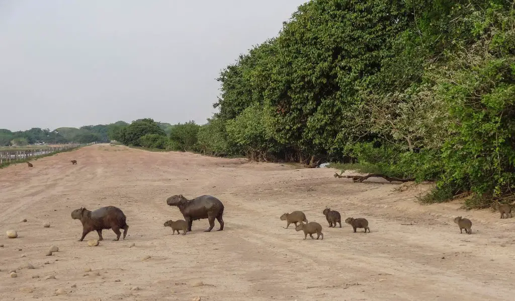 25 destinations où observer des animaux France Etranger