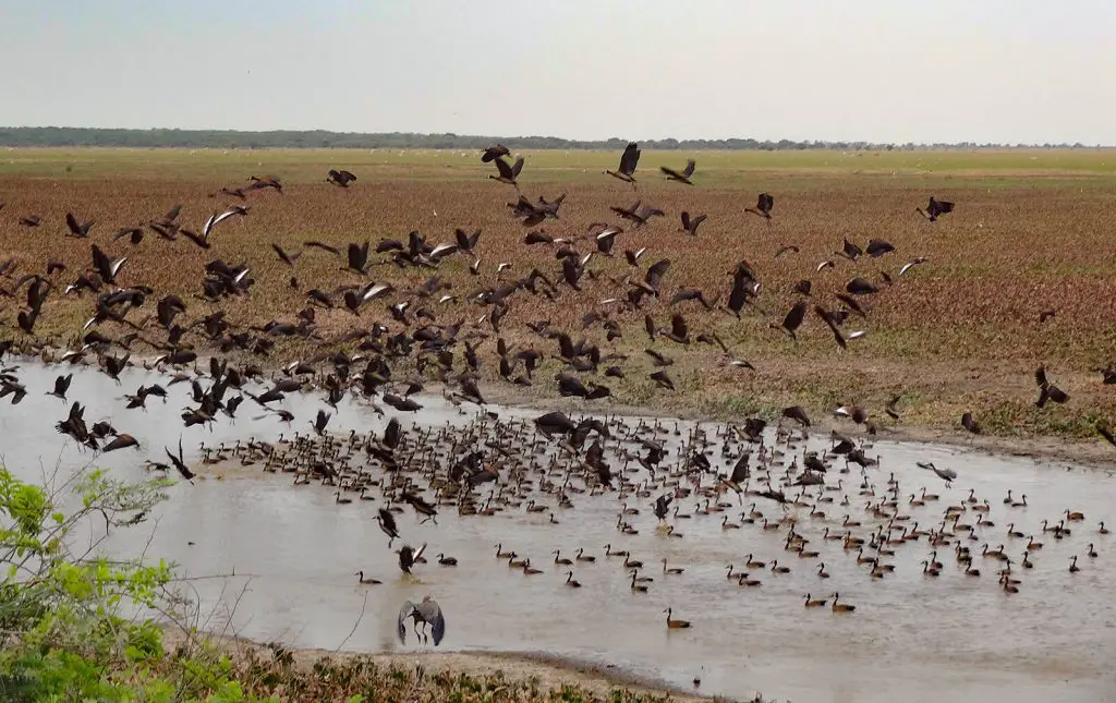 25 destinations où observer des animaux France Etranger