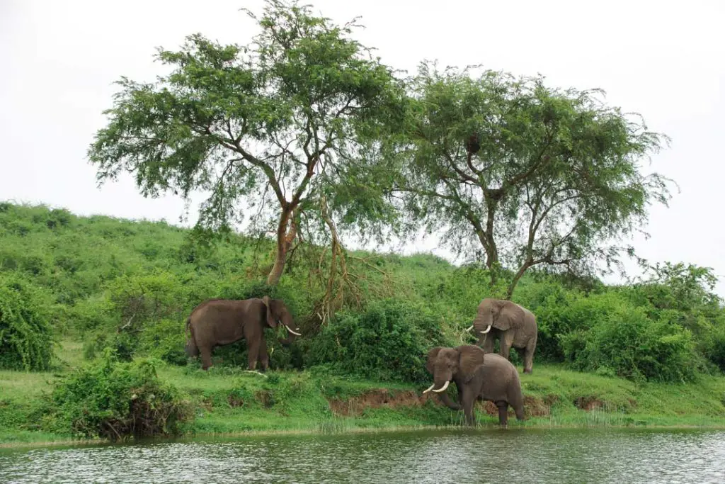 25 destinations où observer des animaux France Etranger