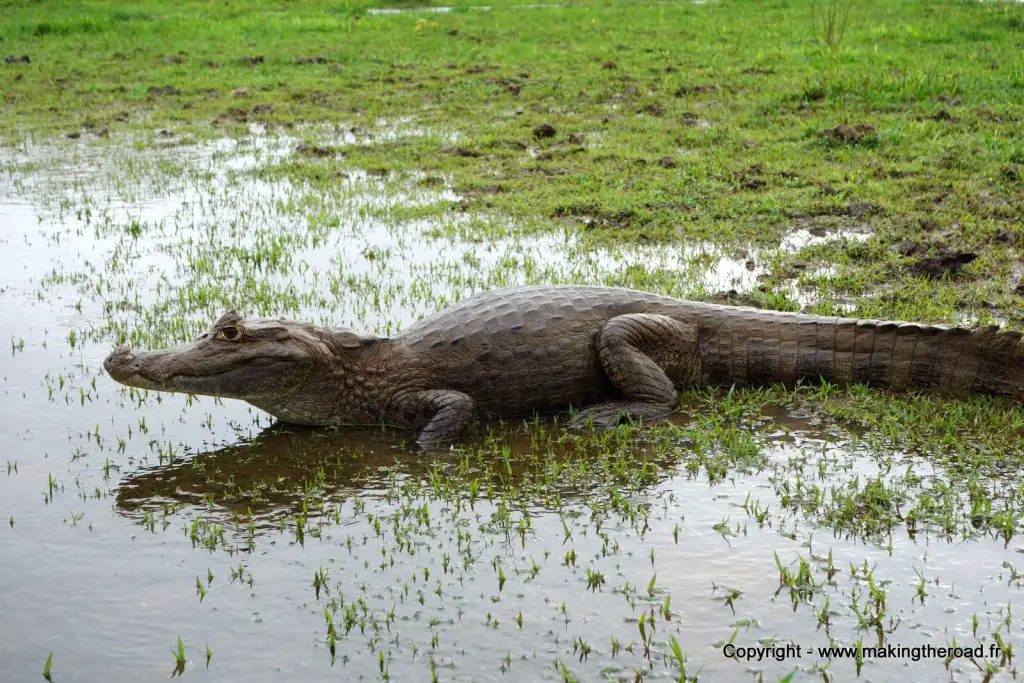 25 destinations où observer des animaux France Etranger