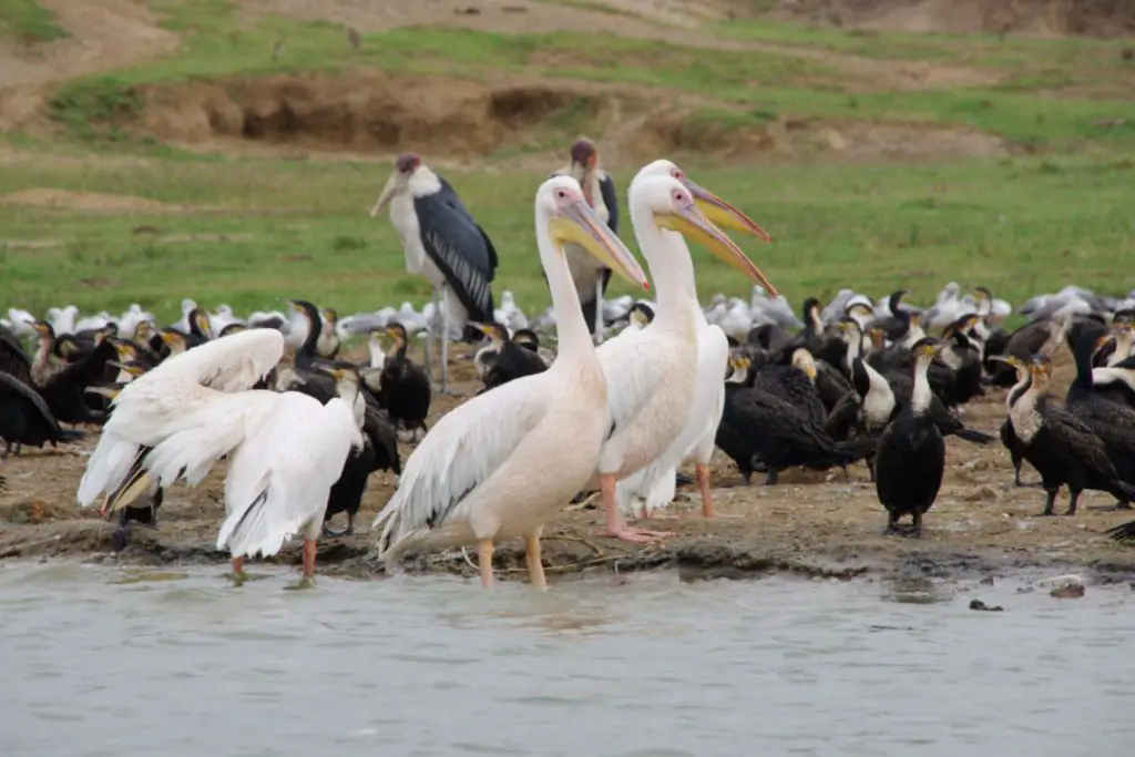 25 destinations où observer des animaux France Etranger