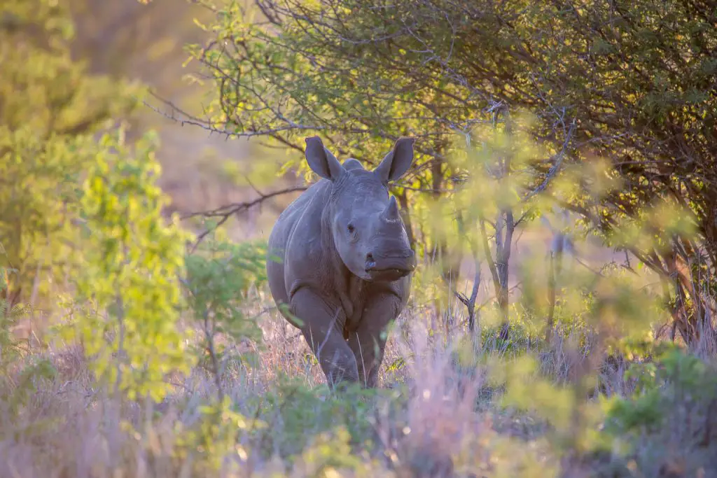 25 destinations où observer des animaux France Etranger