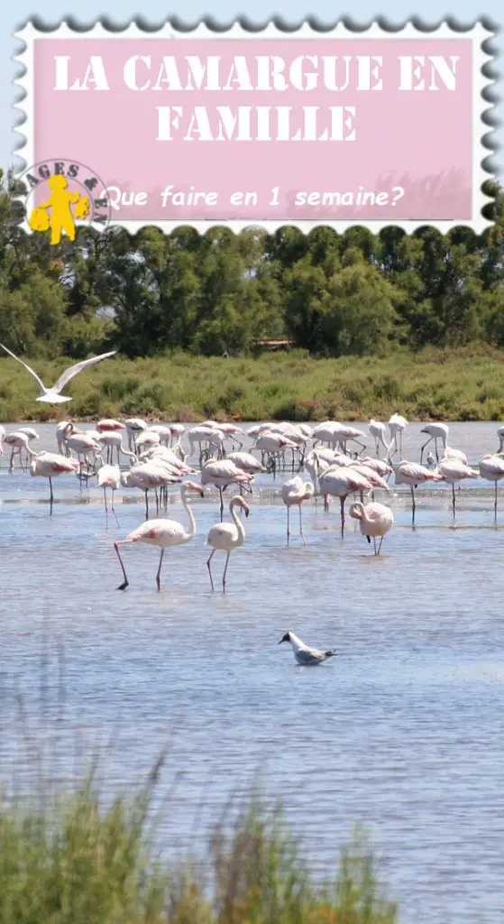 1 semaine en Camargue en famille | Blog VOYAGES ET ENFANTS