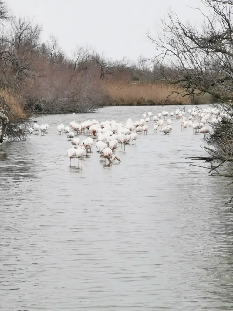 Voyage Camargue en famille parc du Gau 1 semaine en Camargue en famille | Blog VOYAGES ET ENFANTS