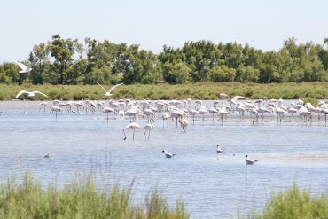 1 semaine en cCamargue avec enfant