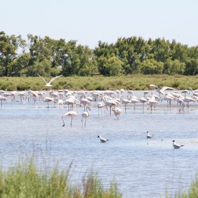 1 semaine en cCamargue avec enfant