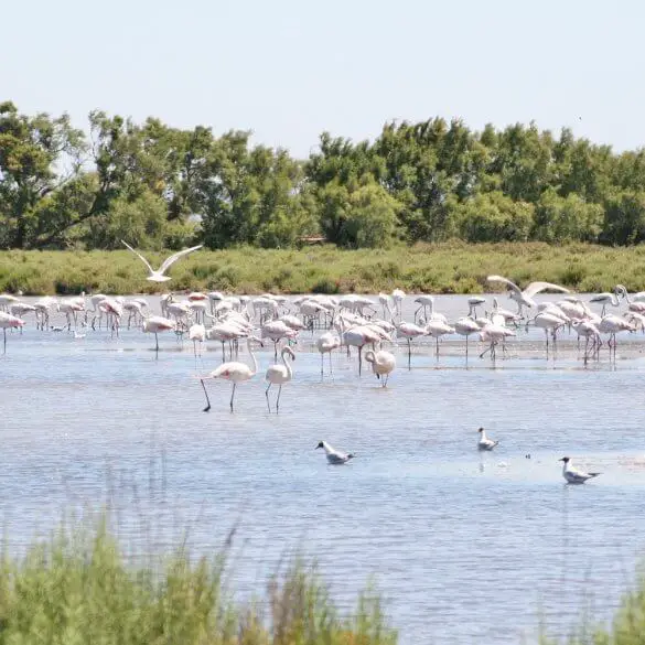 Une semaine en Camargue en février 10 1 semaine en cCamargue avec enfant
