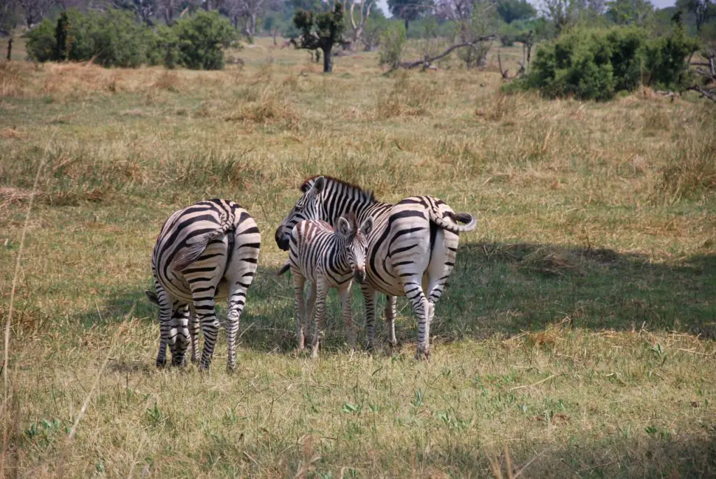 voyage Botswana en famille Road trip safari Bostwana en famille VOYAGES ET ENFANTS