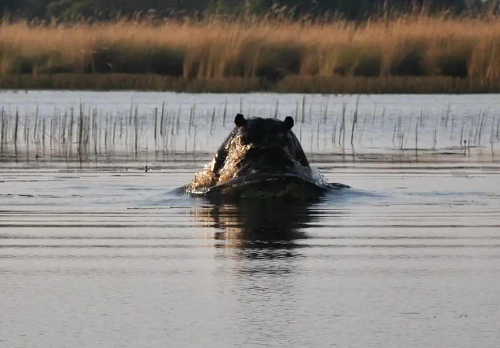 voyage Botswana en famille Road trip safari Bostwana en famille VOYAGES ET ENFANTS