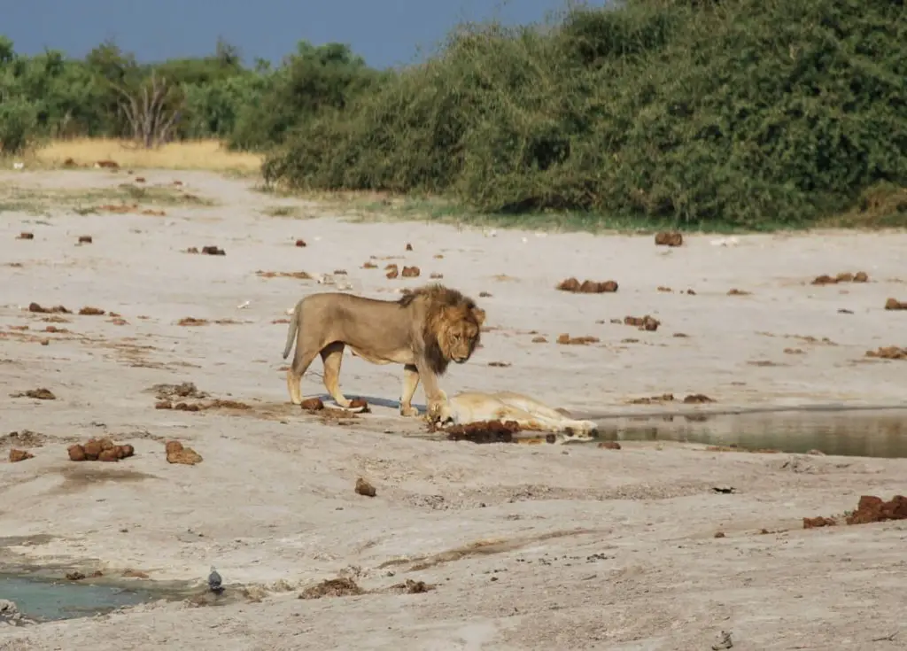 voyage Botswana en famille Road trip safari Bostwana en famille VOYAGES ET ENFANTS