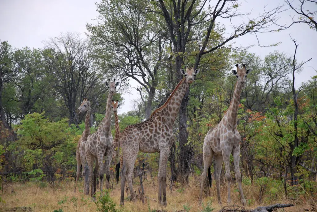 voyage Botswana en famille Road trip safari Bostwana en famille VOYAGES ET ENFANTS