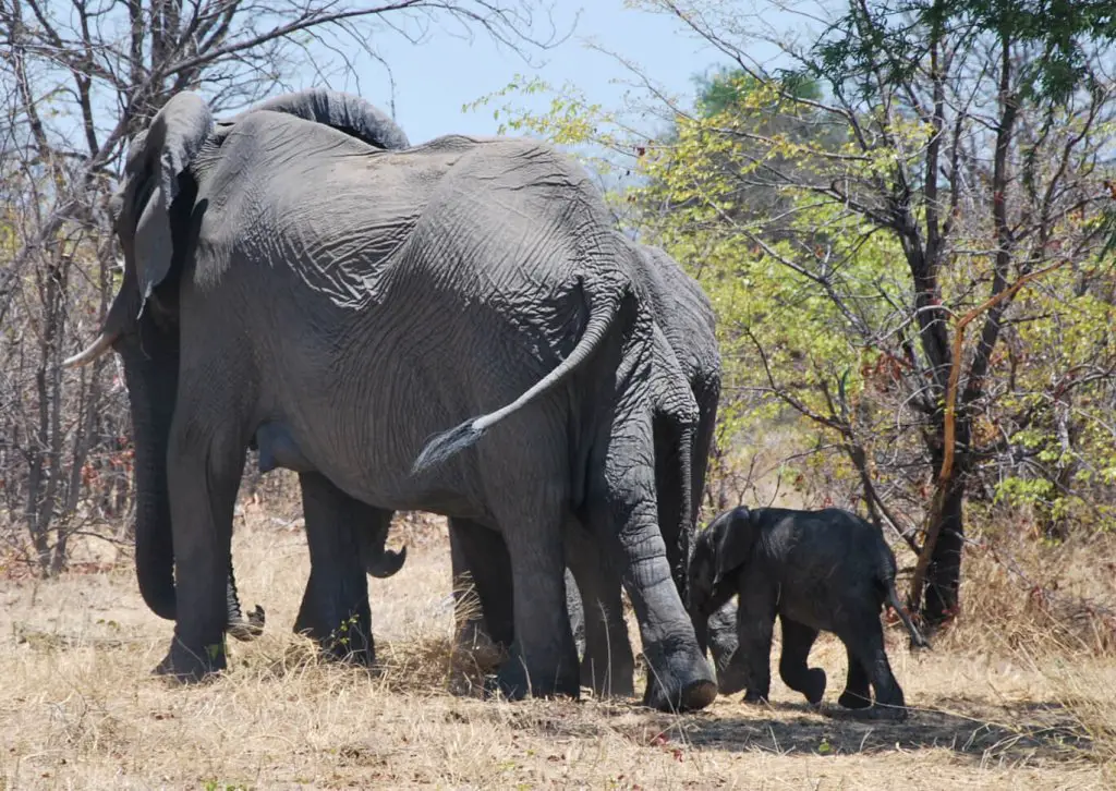 voyage Botswana en famille Road trip safari Bostwana en famille VOYAGES ET ENFANTS