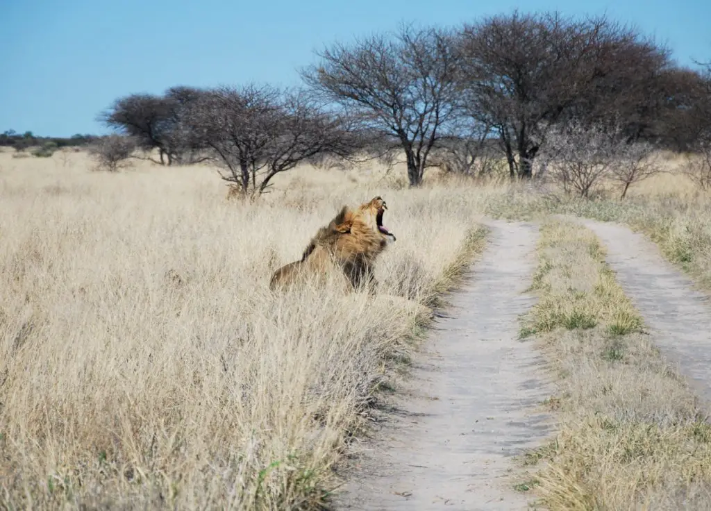 voyage Botswana en famille Road trip safari Bostwana en famille VOYAGES ET ENFANTS