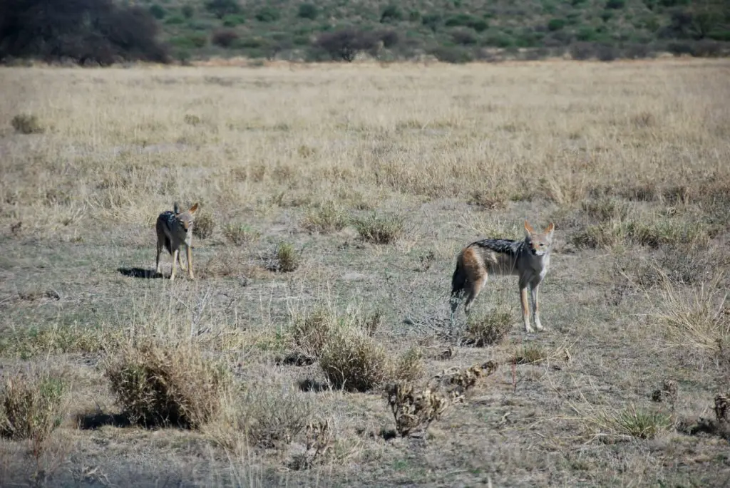 voyage Botswana en famille Road trip safari Bostwana en famille VOYAGES ET ENFANTS