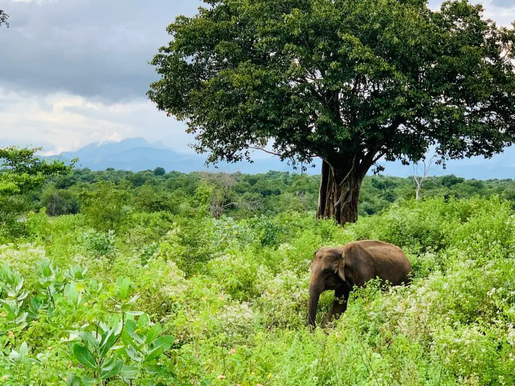 Voyage 15 jours sur Sri Lanka en famille Sud du Sri Lanka en décembre