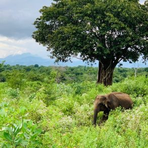 Voyage 15 jours sur Sri Lanka en famille Sud du Sri Lanka en décembre