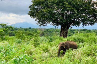 Voyage 15 jours sur Sri Lanka en famille