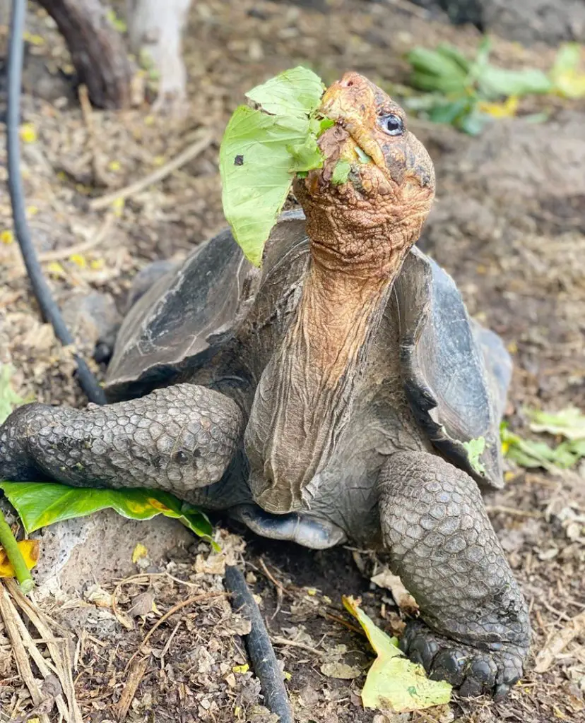 voyage Galapagos en famille tortue terrestre Séjour aux Galapagos en famille | Blog VOYAGES ET ENFANTS