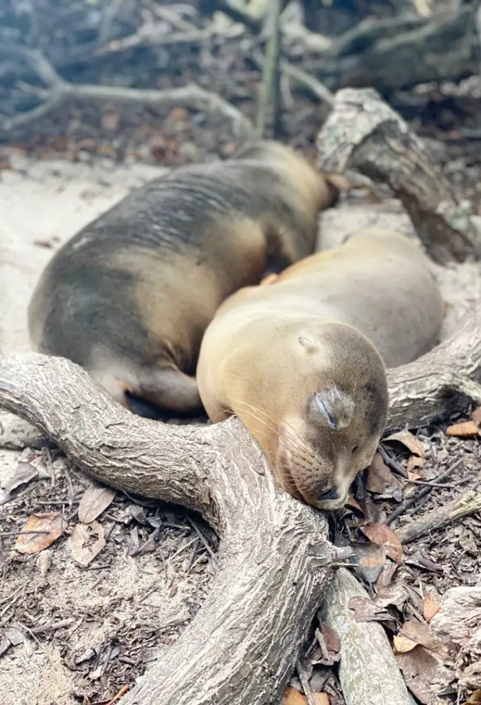 Séjour aux Galapagos en famille | Blog VOYAGES ET ENFANTS