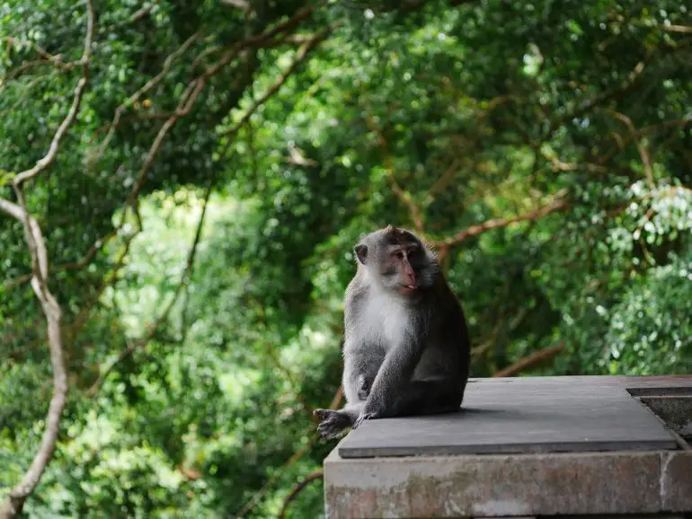 que voir à Bali en famille Monkey Forest
