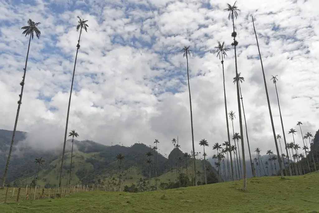 itinéraire colombie Vallée de Cocora 8 Itinéraires en Colombie en famille de 2 3 ou 4 semaines