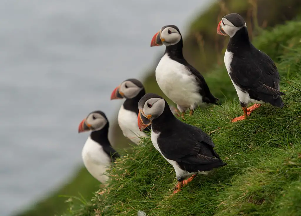 Voyage île féroé Voyage Iles Féroé en 2 semaines| Blog VOYAGES ET ENFANTS