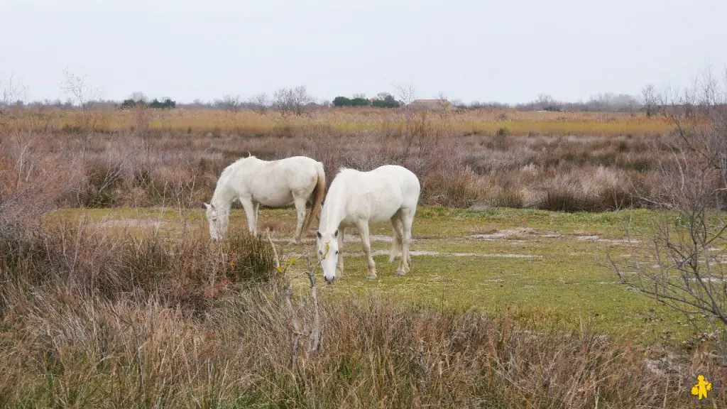 Camargue en camping car en famille Blog VOYAGES ET ENFANTS