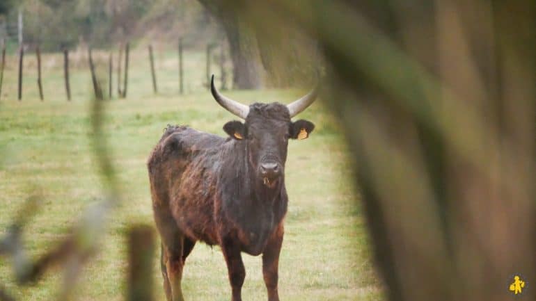 Camargue en famille