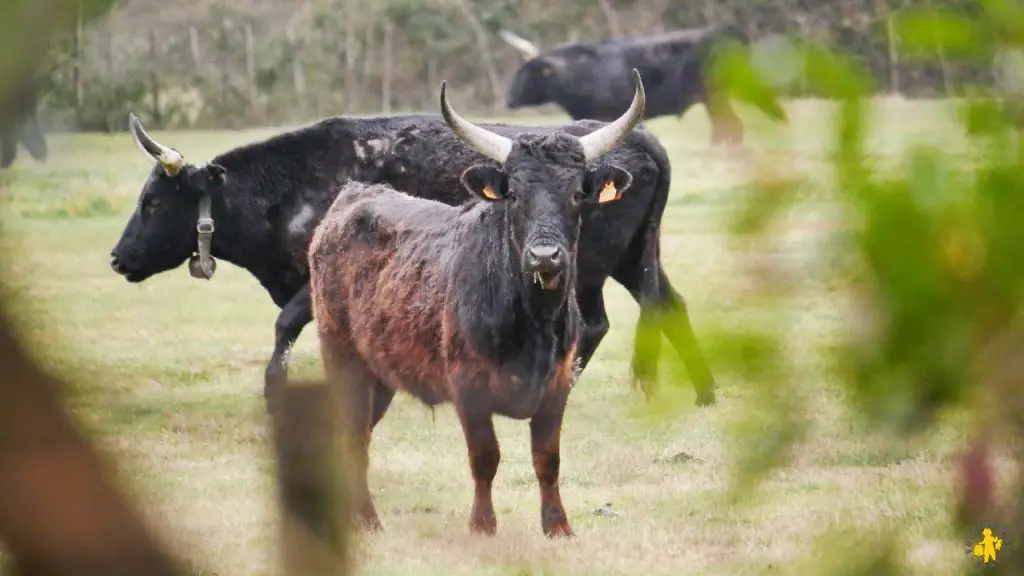 Camargue en camping car Camargue en camping car en famille Blog VOYAGES ET ENFANTS