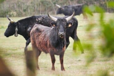 Camargue en camping-car