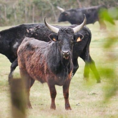 Camargue en camping-car