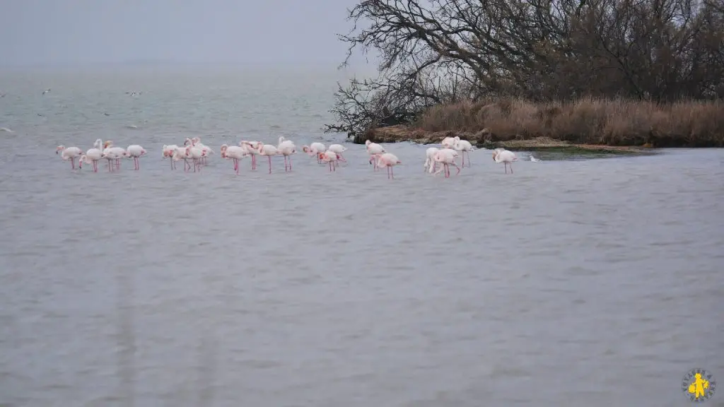 Camargue en camping car marais Camargue en camping car en famille Blog VOYAGES ET ENFANTS