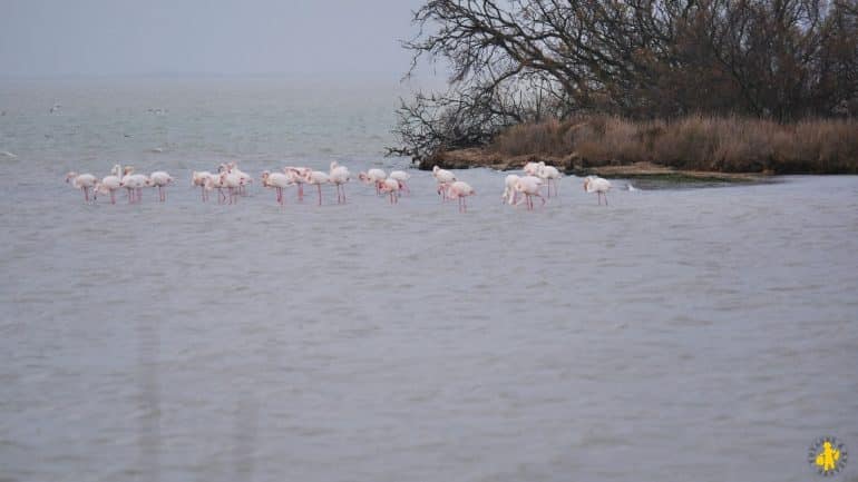 Camargue en famille