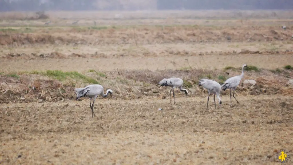 Camargue en camping car en famille Blog VOYAGES ET ENFANTS