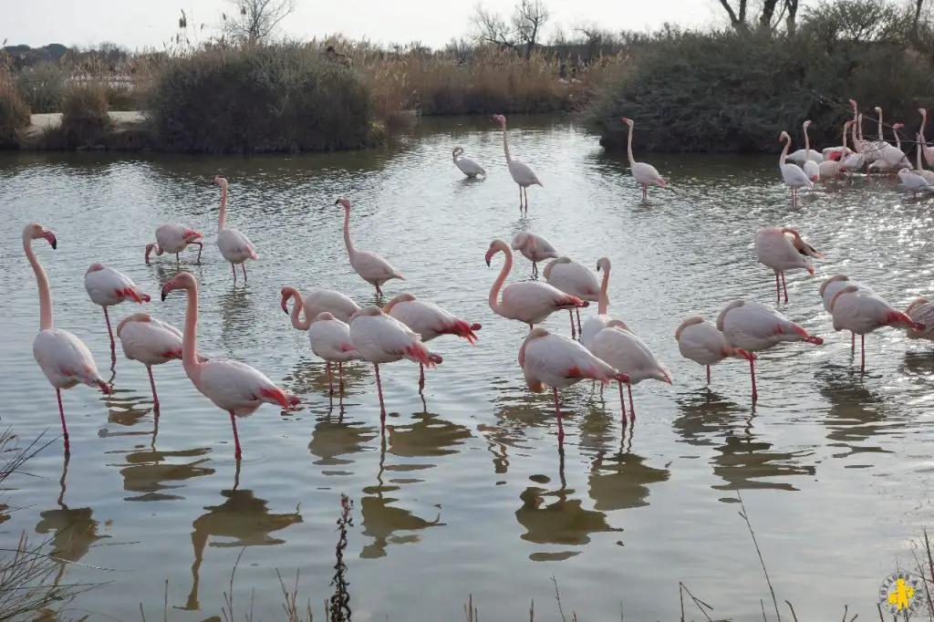 Camargue en camping car en famille Blog VOYAGES ET ENFANTS