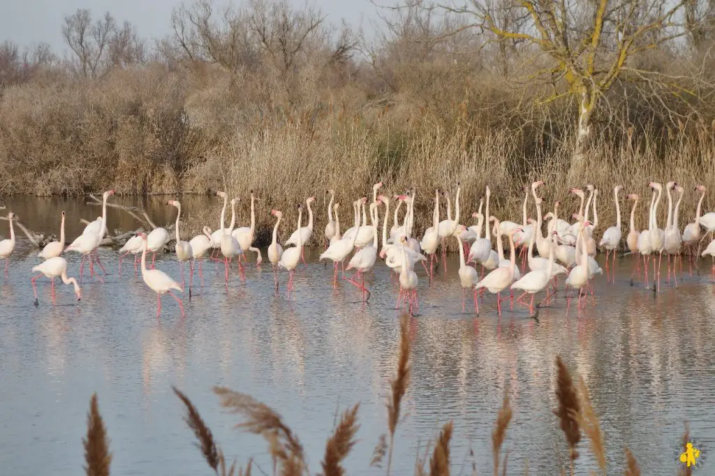 Camargue en camping car parc de Gau Camargue en camping car en famille Blog VOYAGES ET ENFANTS