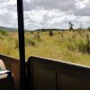 Safari en famille dans le parc Kruger